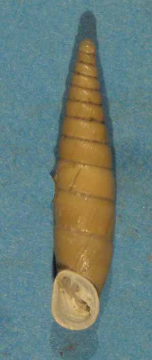 Choclodina kuesteri